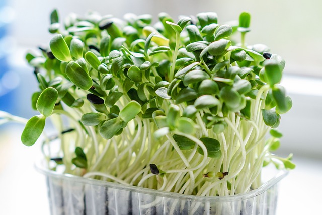 A tray of fresh microgreens, including sunflower and radish sprouts, growing under LED lights indoors.